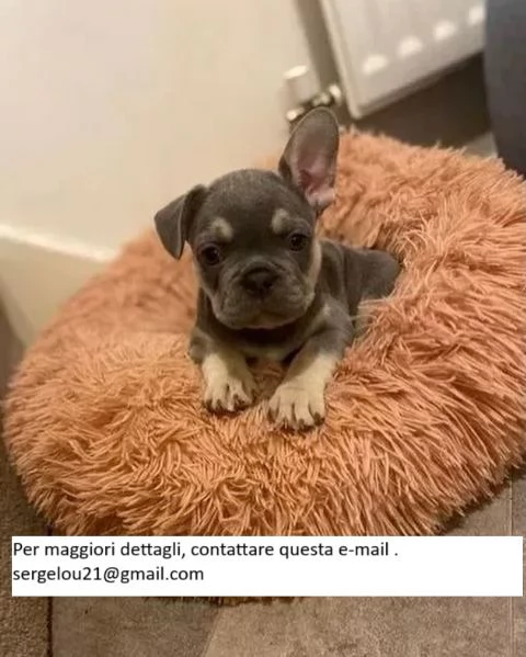 Cuccioli di Bulldog francese