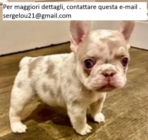 Bulldog francese disponibile