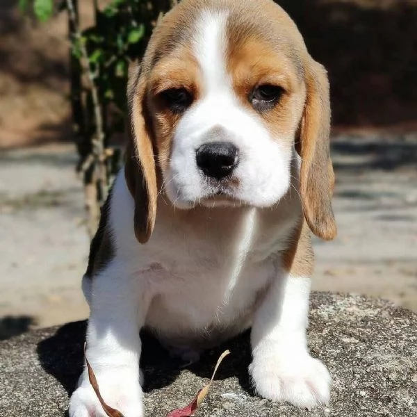 CUCCIOLI DI BEAGLE