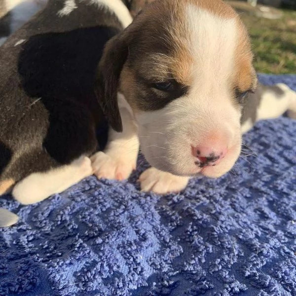 Dolci cuccioli di Beagle maschi e femmine!! | Foto 0