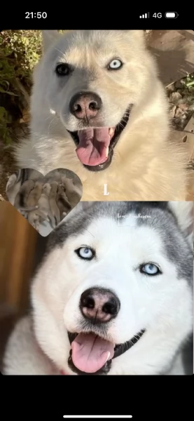 Siberian Husky 