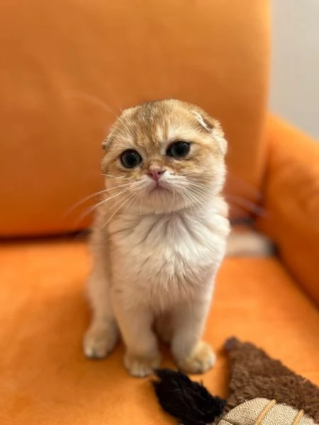 Scottish fold