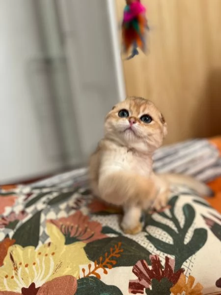 Scottish fold | Foto 2