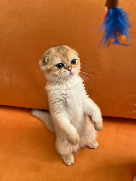 Scottish fold | Foto 0