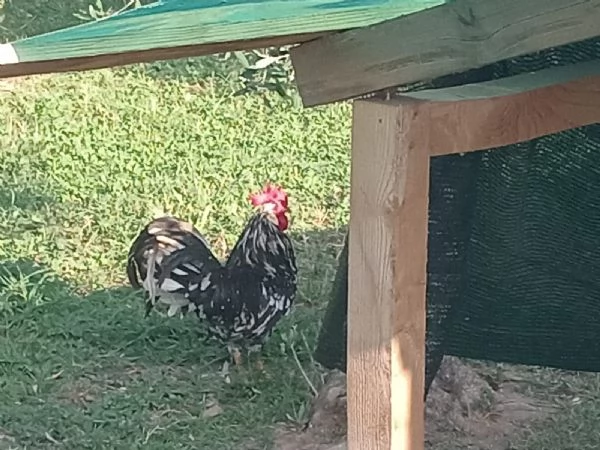 Gallo nero striato di bianco