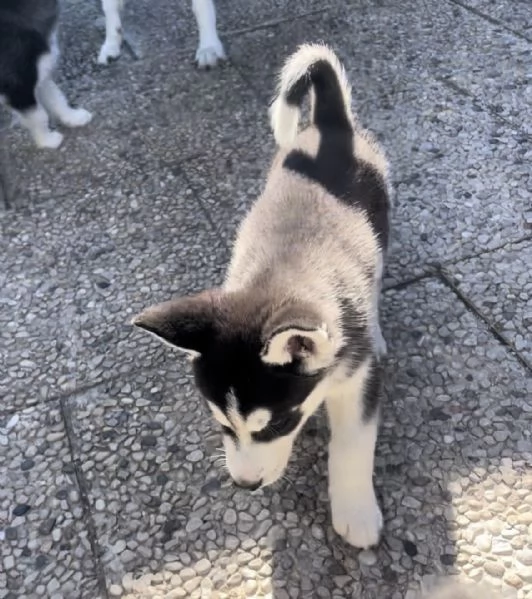 cuccioli di husky 2 mesi ( occhi azzurri visibili i genitori)