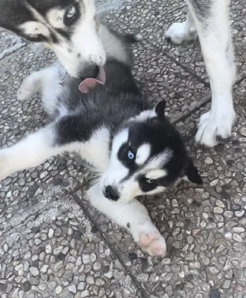 cuccioli di husky 2 mesi ( occhi azzurri visibili i genitori) | Foto 1