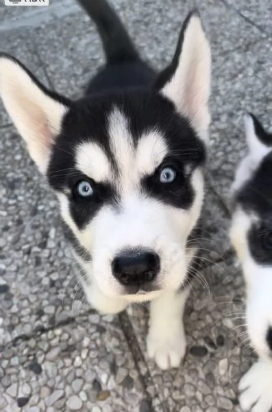 cuccioli di husky 2 mesi ( occhi azzurri visibili i genitori) | Foto 0