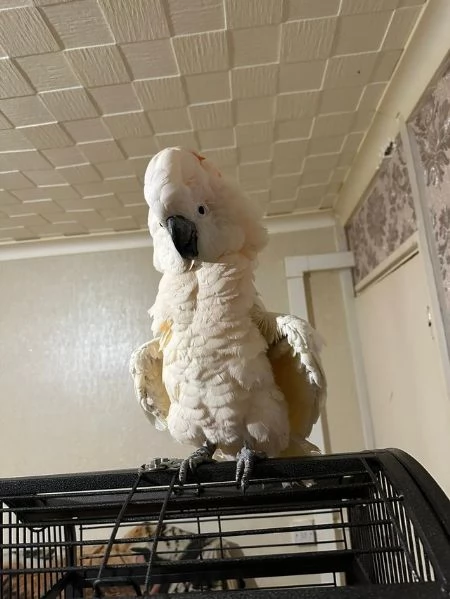 Pappagalli Cacatua Ombrello in Adozione | Foto 6