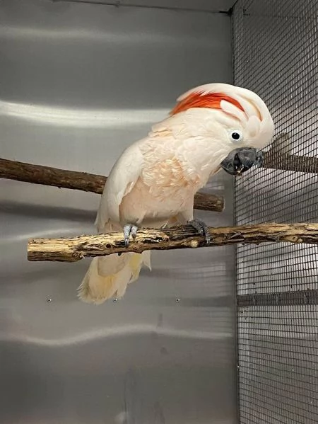 Pappagalli Cacatua Ombrello in Adozione | Foto 5