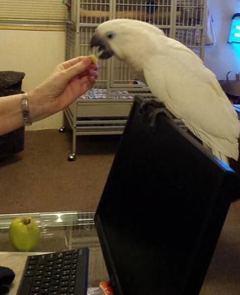 Pappagalli Cacatua Ombrello in Adozione | Foto 4