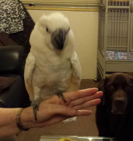 Pappagalli Cacatua Ombrello in Adozione | Foto 3