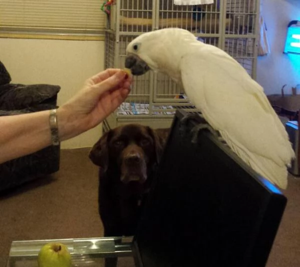 Pappagalli Cacatua Ombrello in Adozione | Foto 1