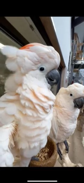 Pappagalli Cacatua Ombrello in Adozione