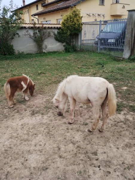 Pony falabella e miniature horses  | Foto 2