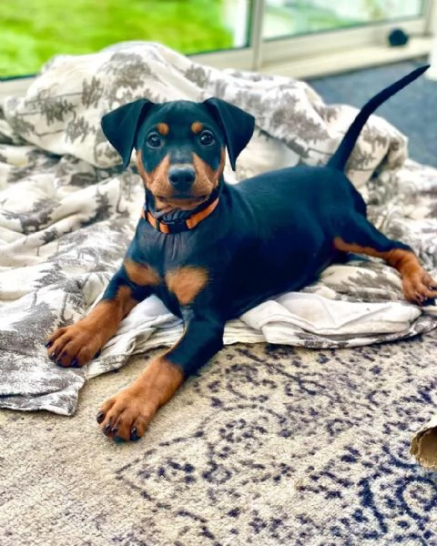 Sono nati dei bellissimi cuccioli di pinscher nano.