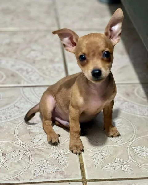 Sono nati dei bellissimi cuccioli di pinscher nano. | Foto 0