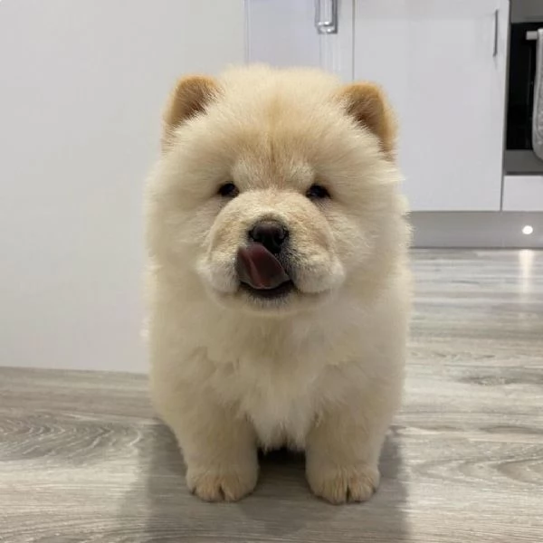 Sono nati alcuni bellissimi cuccioli di chow chow.