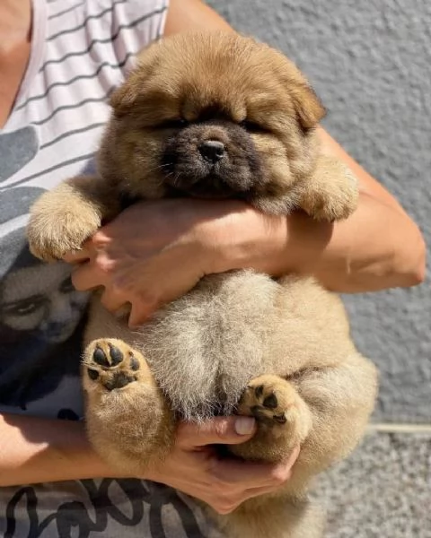 Sono nati alcuni bellissimi cuccioli di chow chow. | Foto 0