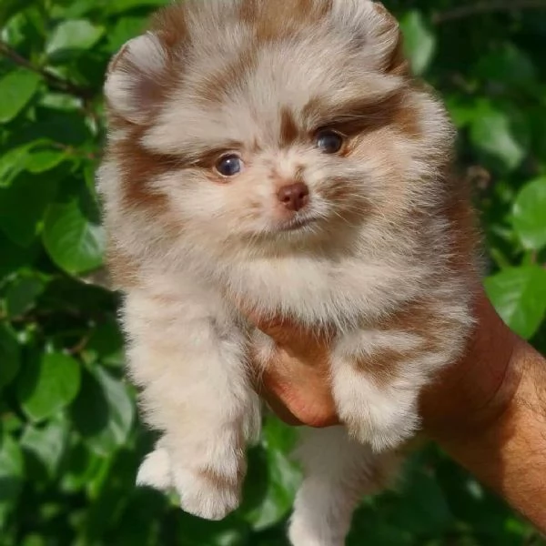 Sono nati alcuni bellissimi cuccioli di Pomerania.