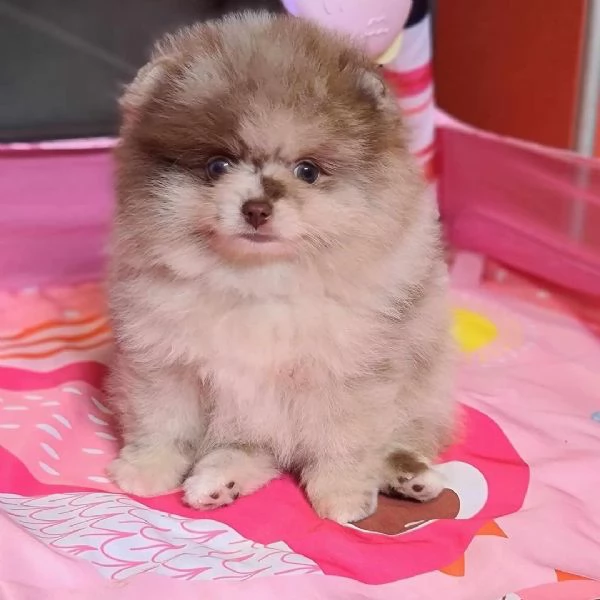 Sono nati alcuni bellissimi cuccioli di Pomerania.