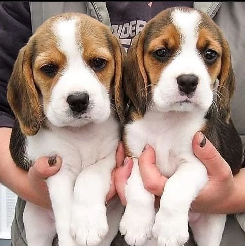 Sono nati alcuni bellissimi cuccioli di beagle.