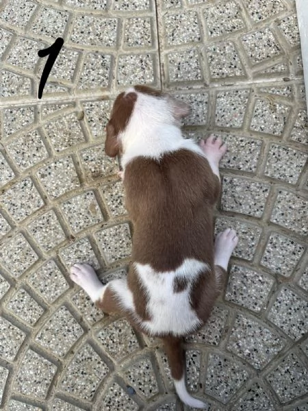 Cuccioli AmericanbullyXL  | Foto 6