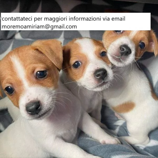 Cuccioli di Jack Russell Terrier