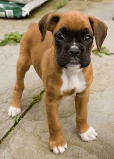 Regalo Cuccioli di Boxer Cuccioli di Boxer rossi Maschietti e Femminucce . I cuccioli vengono ceduti