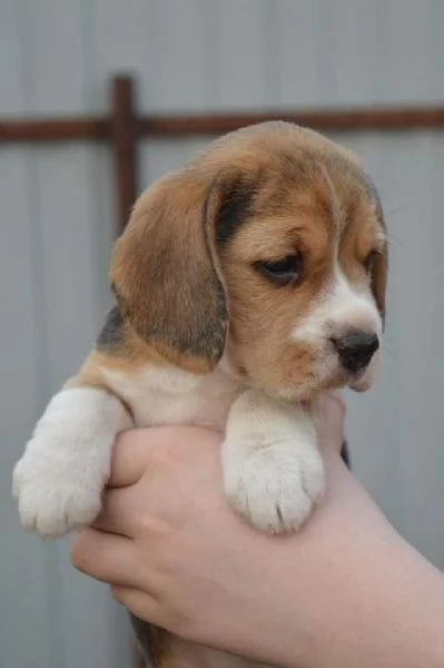 Dolci cuccioli di Beagle maschi e femmine