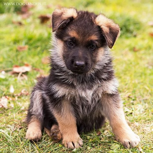 Regalo CUCCIOLI PASTORE TEDESCO CUCCIOLI DI PASTORE TEDESCO SONO 3 FEMMINE E 2 MASCHIO. LE FOTO SONO