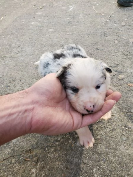 Border collie for sale  | Foto 2