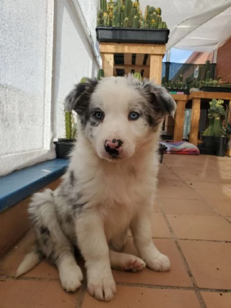 Border collie for sale  | Foto 1