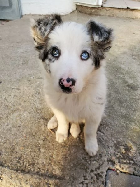 Border collie for sale 