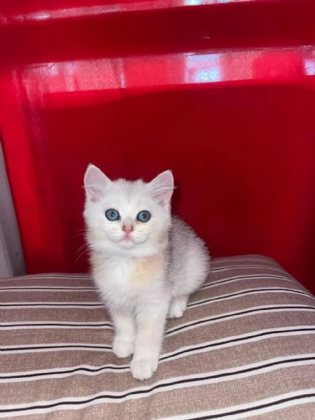 British Shorthair gattino | Foto 5