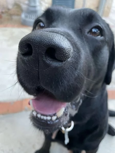 Ricerca Labrador Femmina per Accoppiamento | Foto 0