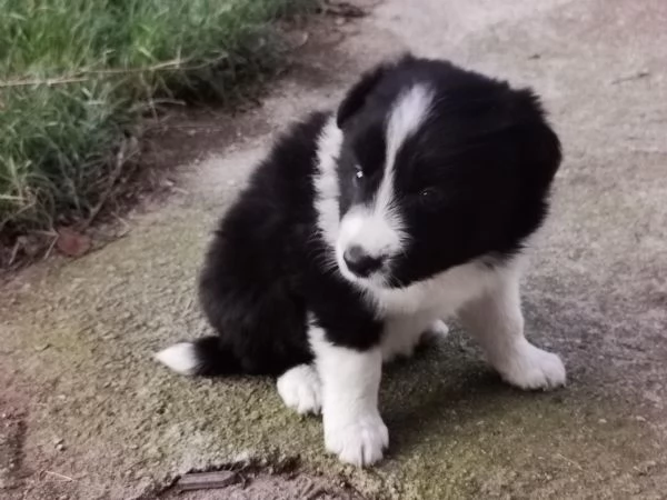 2 cucciole femmina di border collie blue merle e bianco nero  originali 