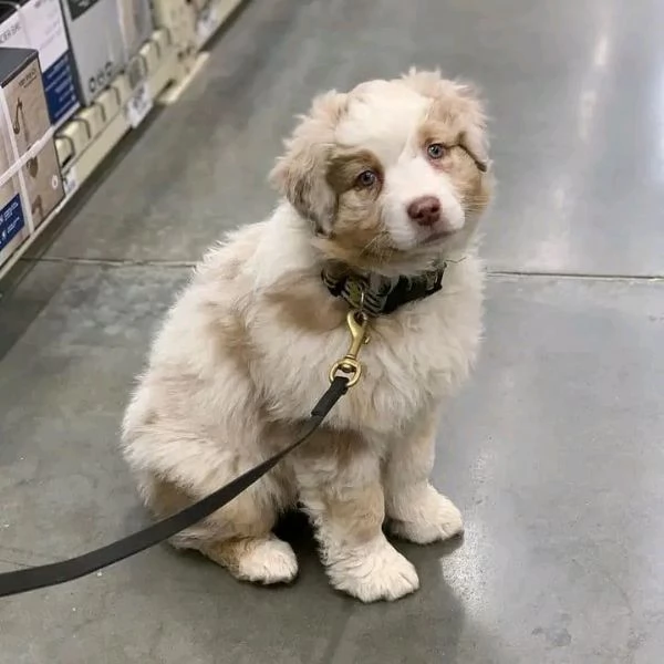 Australian shepherd for sale 