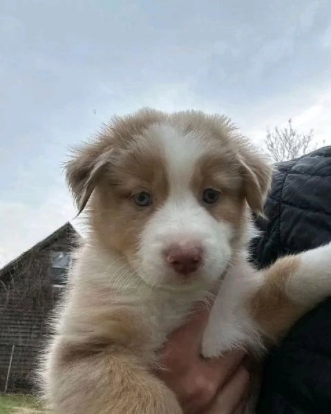 Australian shepherd for sale  | Foto 0