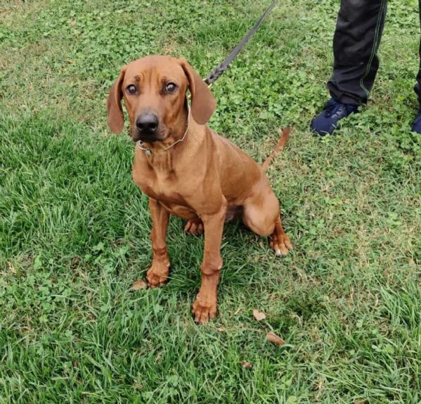 Rhodesian Ridgeback - Cucciolo 7 mesi maschio  | Foto 2