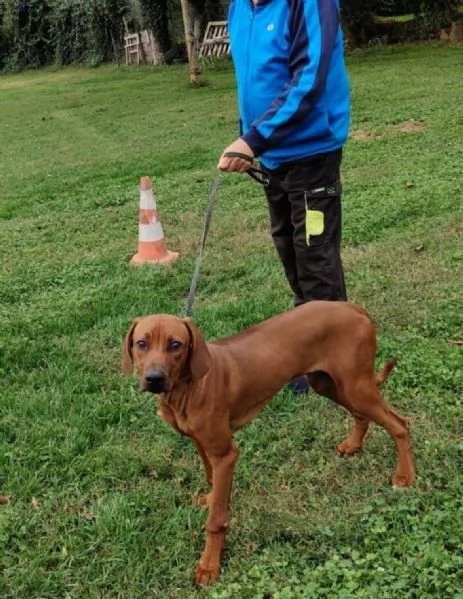 Rhodesian Ridgeback - Cucciolo 7 mesi maschio  | Foto 0