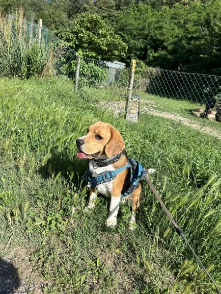 Cercasi Beagle femmina per accoppiamento 