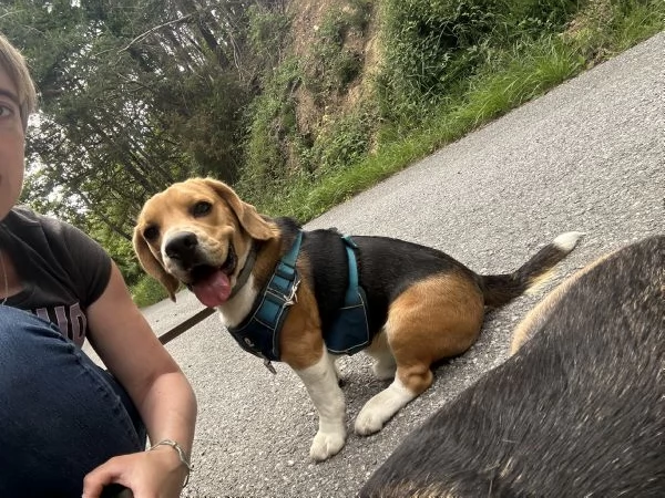 Cercasi Beagle femmina per accoppiamento  | Foto 0