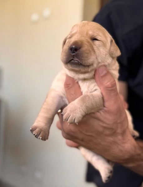 Cuccioli Labrador con pedigree Enci | Foto 2