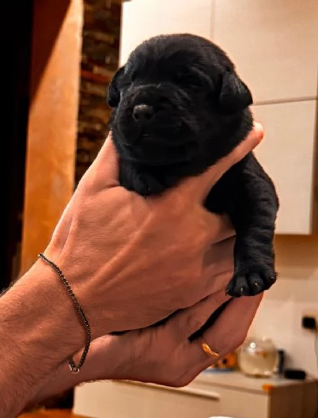 Cuccioli Labrador con pedigree Enci | Foto 1