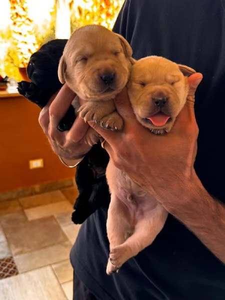 Cuccioli Labrador con pedigree Enci | Foto 0