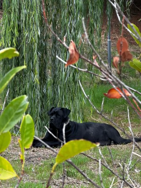 Cuccioli cane corso | Foto 1