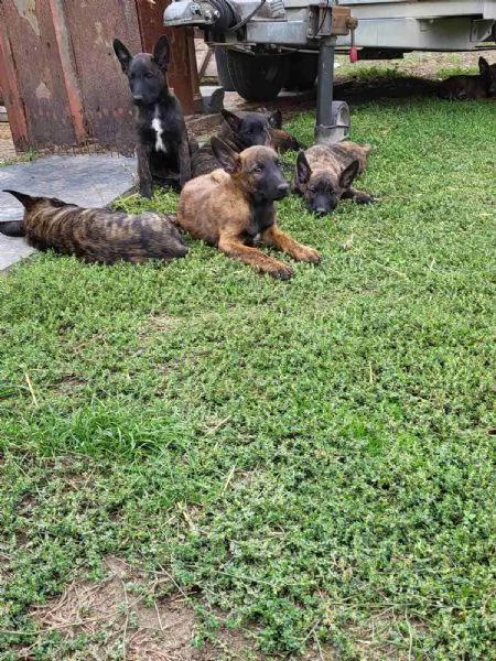 Cuccioli di pastore olandese in vendita | Foto 4