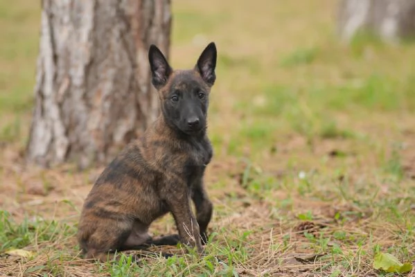 Cuccioli di pastore olandese in vendita | Foto 2