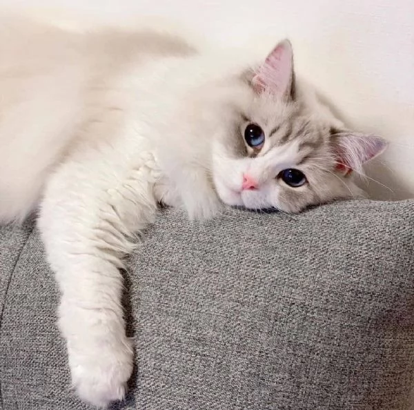 Disponibili bellissimi gatti ragdoll